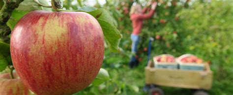 Bio Äpfel selbst pflücken