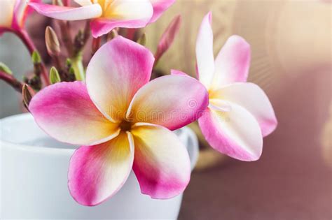 El Frangipani Amarillo Rosado Hermoso O El Plumeria Florece En Taza En