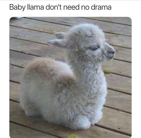 28 best Alpaca Memes images on Pinterest | Funny pics, Funny stuff and ...