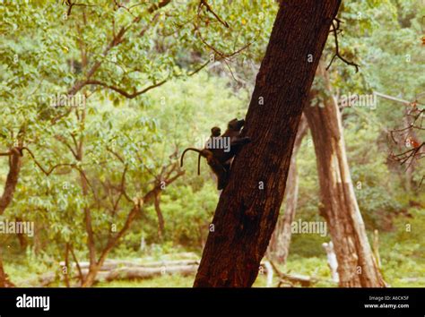 africa tanzania safari animals, adventure Stock Photo - Alamy