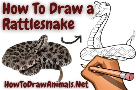 How To Draw A Rattlesnake Easy Drawing Tutorial