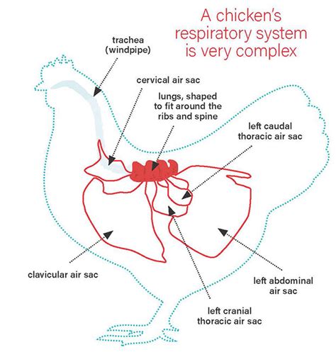 Chicken Respiratory System 101 Bitchin Chickens