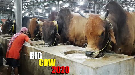 Biggest Cow Farm In Bangladesh 2020 Al Madina Cattle Farm 2020 Big