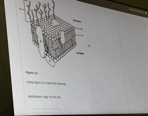 Solved Care Figure Using Figure Match The Following Chegg