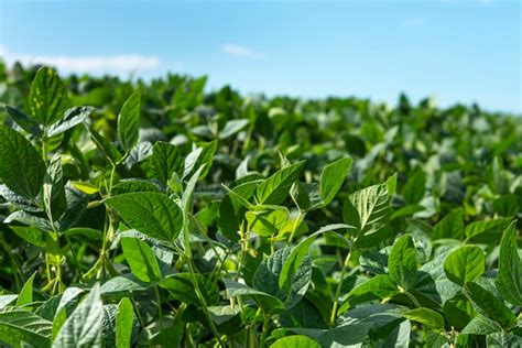 Planta O De Soja Agr Cola Em Dia Ensolarado Planta De Soja Em