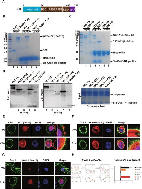 Mapping The NCL Orai1 Interaction Domains A Schematic Structure Of NCL