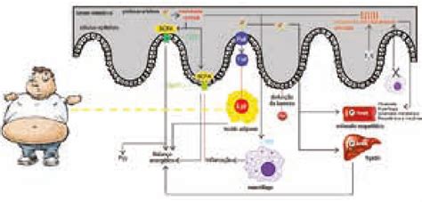 Obesidade E Microbiota Intestinal Nuvem Ensino