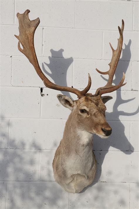 Fallow Deer Shoulder Mount – P&D International Furtraders