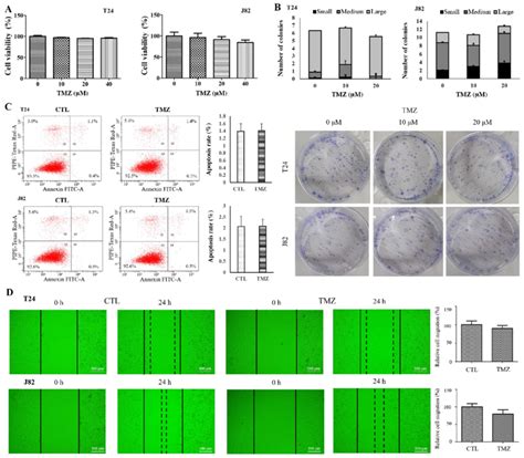 A Cell Viability Assay Tmz At Concentrations Of 0 10 20 And 40 µm