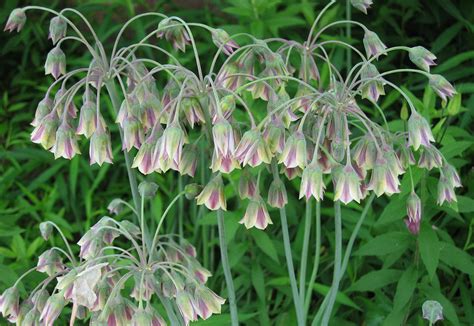 Sicilian Honey Garlic Allium Bulgaricum