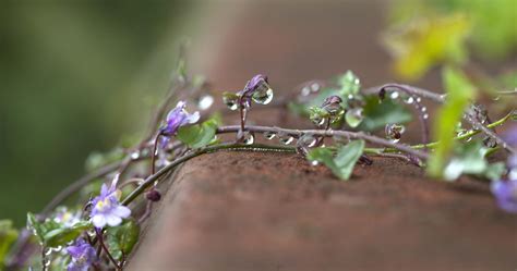 Wallpaper Leaves Depth Of Field Nature Grass Water Drops Branch