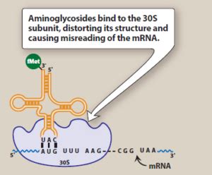 Streptomycin BioPharma Notes