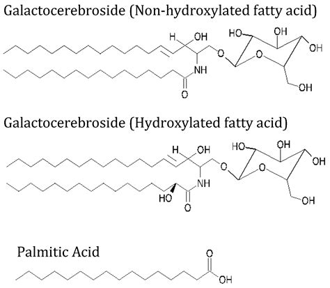 Palmitic Acid Structure