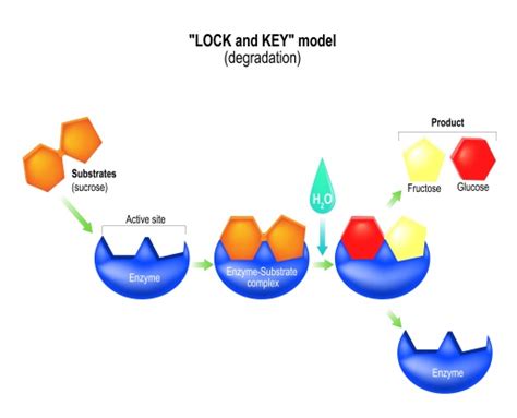 Proteases Other Enzymes Creative Diagnostics