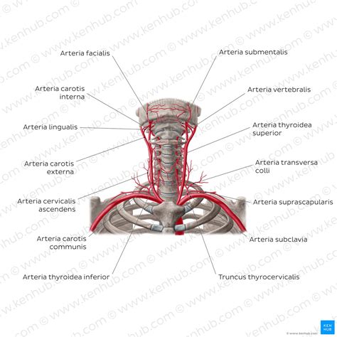 Arteria Carotis Externa Anatomie Verlauf Und Ste Kenhub