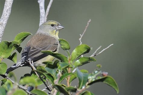 Cape Siskin Holmen Birding Safaris