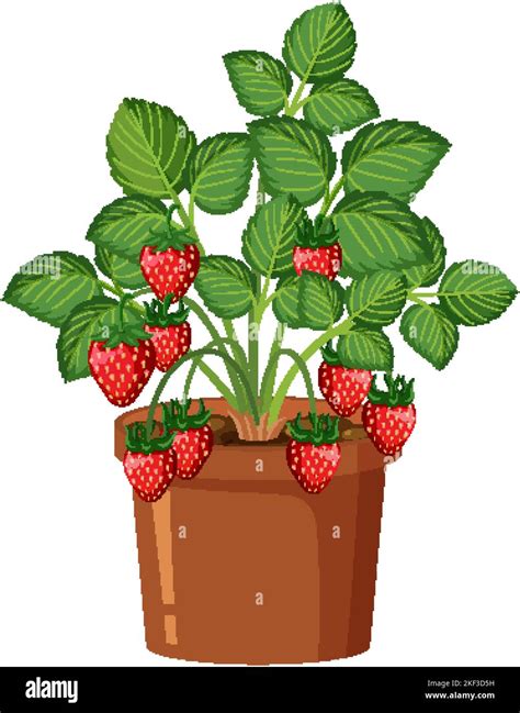 Strawberry Plant Isolated Growing In The Pot Illustration Stock Vector