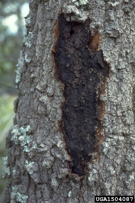 Hypoxylon Cankers Hypoxylon Spp On Oak Quercus Spp 1504087