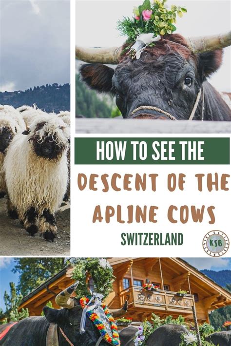 Alpine Cows