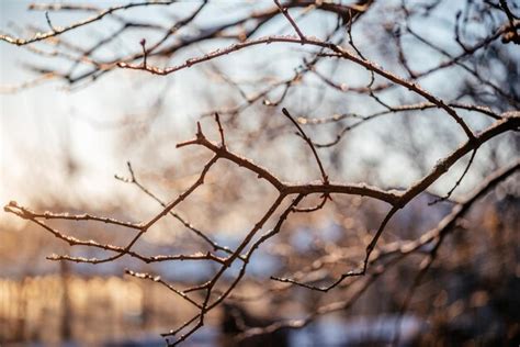 Premium Photo Naked Tree Branches Covered With Frost Winter Background At Sunrise