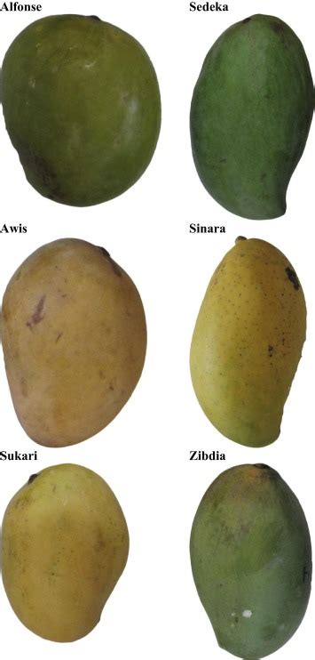 Photographs Of Mango Cultivars Download Scientific Diagram