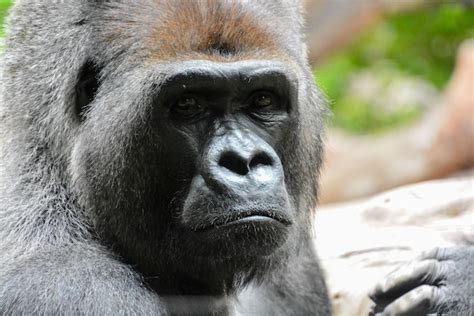 Premium Photo | Picture of a strong adult black gorilla