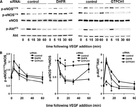 Differential Modulation Of Enos Signaling Pathways By Sirna Mediated Download Scientific