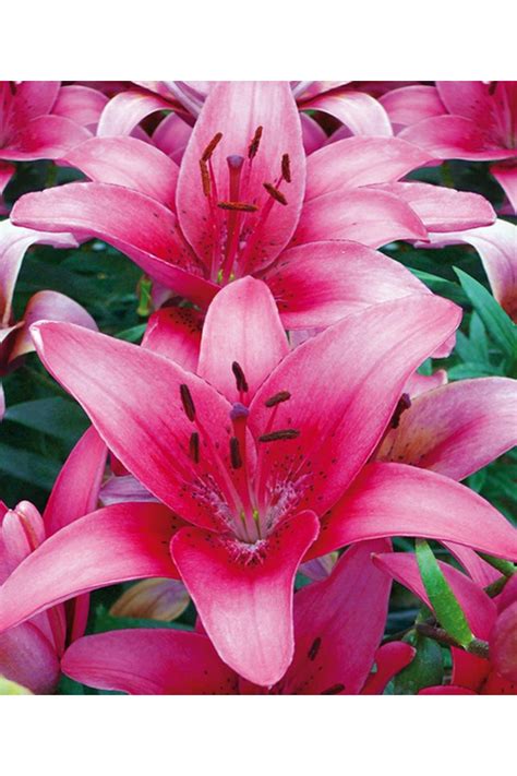 Lilie Lilium Lukon Glads Sro
