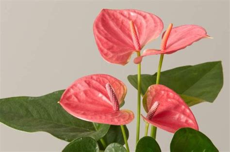 Ini Dia Bunga Anthurium Yang Memiliki Pesona Tropis Dan Mengukir