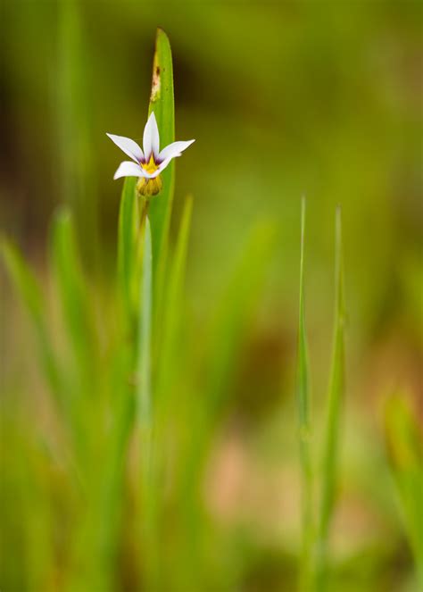 Sisyrinchium Rosulatum Annual Blue Eyed Grass Low Ground Flickr