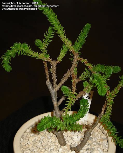 Plantfiles Pictures Crassula Species Watch Chain Plant Clubmoss