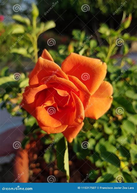 Orange Rose Flower In A Pot With Sunlight Stock Image Image Of