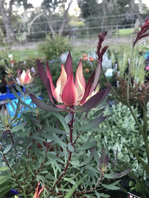 Leucadendron Strawberry And Cream The Plant Cellar