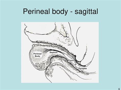 Perineal Body Sagittal