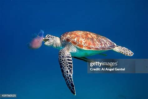 Sea Turtle Eating Jellyfish Photos And Premium High Res Pictures