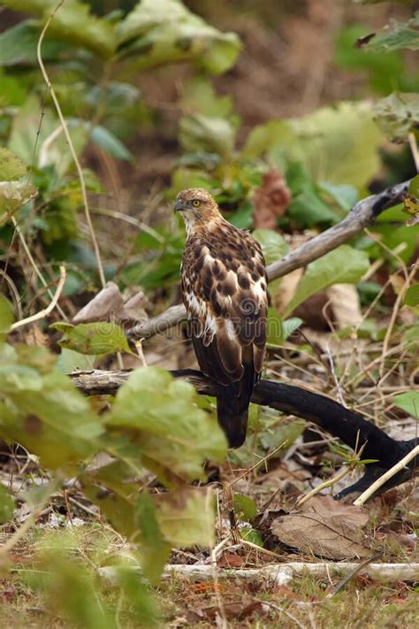 Hawkeagle Ou Hawkeagle Nisaetus Cirrhatus Ceylanensis Ou Spizaetus