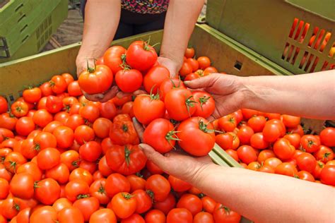 Os Pa Ses Que Mais Produzem Tomate