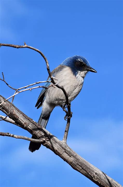 Western Scrub Jay Photograph By Dana Hardy Fine Art America