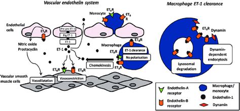 Macrophage Endothelin System Interplay Endothelin Is Produced