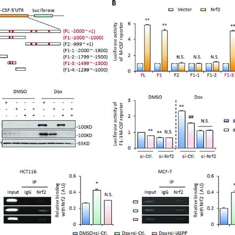 M CSF Is A Novel Target Of Nrf2 A Schematic Diagram Of The M CSF Gene