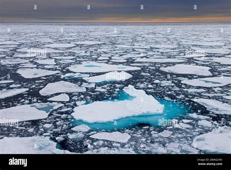Sea Ice Drift Ice Ice Floes Floating In The Arctic Ocean At Sunset