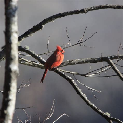 Ohio State Bird - Bird Watching Academy