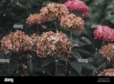 Flowering hydrangea tree, Hydrangea arborescens or Candybelle Bubblegum ...