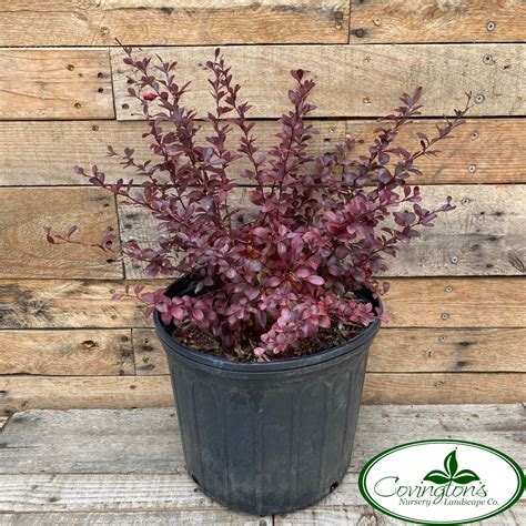 Barberry Crimson Pygmy Covingtons