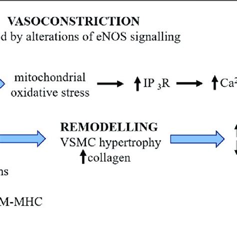 The Effects Of Simulated Microgravity On Rodents Cerebral Arteries