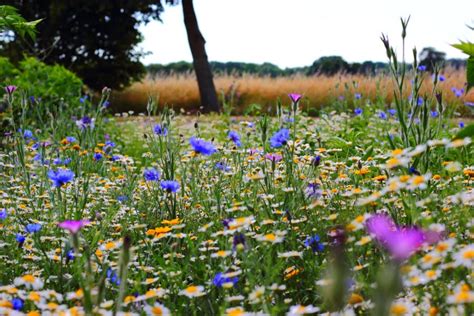 Paysagiste et élagueur dans le Val d Oise l art du jardin paysagé