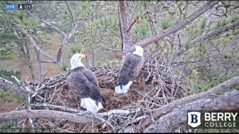 Berry College Eagles Male Eagle Delivers Hefty Branch Female Companion