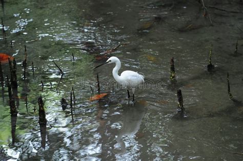 The White Bird Stands in the Water To Find Food Stock Photo - Image of ...