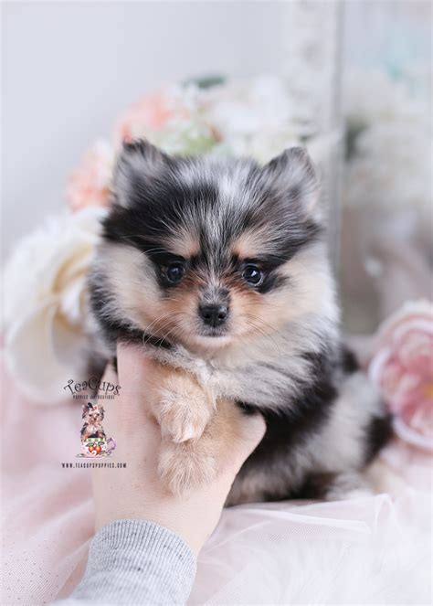 Teacup Pomeranian Teacup Puppies Boutique