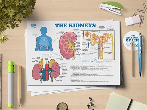 Kidney and Nephron Function Anatomy Printable Poster - Etsy